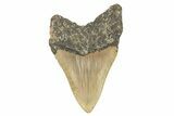 Serrated, Fossil Megalodon Tooth - North Carolina #275531-2